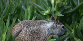 Co dają bicze wodne na basenie?