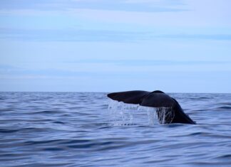 Jaką grubość ścianki prysznicowej?