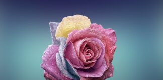 Czym się różni k od KF?