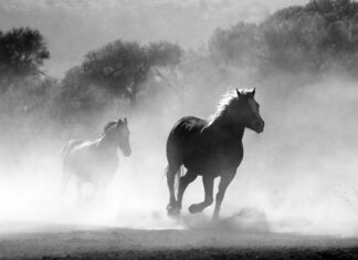 Czego nie palić w kominku?