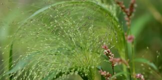 Skąd pochodzi nazwa prysznic?