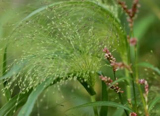 Skąd pochodzi nazwa prysznic?