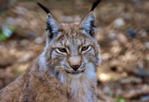 Jak usunąć rysy z szyby samochodowej po wycieraczkach? Jak usunąć rysy z szyby samochodowej po wycieraczkach?