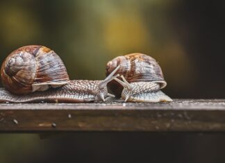 Ile kosztuje wymiana czujnika prędkości?