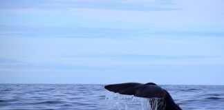 Jaka grubość styropianu na ocieplenie domu 2023?