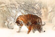 Dlaczego matki Trutowieją? Dlaczego matki Trutowieją?