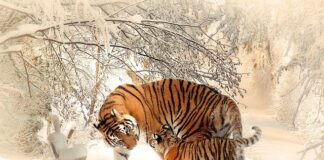 Dlaczego matki Trutowieją?