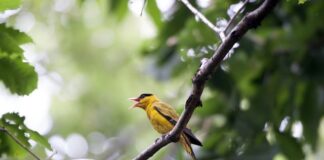 Co oznacza śpiew matki pszczelej?