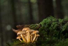 Jak połączyć listwy progowe? Jak połączyć listwy progowe?