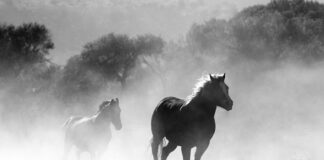 Dlaczego nie palić mokrym drewnem?