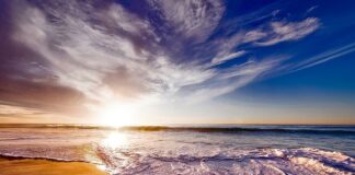 Co posadzić na piasku?