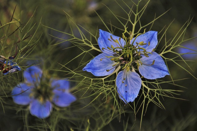 Dlaczego zielonej herbaty nie zalewa się wrzątkiem? Dlaczego zielonej herbaty nie zalewa się wrzątkiem?