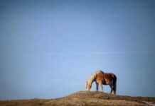 Jak sprawdzić linkę sprzęgła?