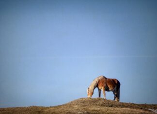 Jak sprawdzić linkę sprzęgła? Jak sprawdzić linkę sprzęgła?