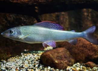 Do czego wiąże się cumy? Do czego wiąże się cumy?