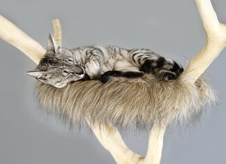 Jaki sznur na drapak dla kota? Jaki sznur na drapak dla kota?